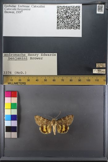 Media type: image;   Entomology 749332